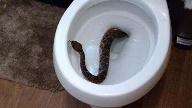 Un niño fue al baño y se encontró una serpiente de cascabel en el inodoro