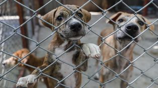 Maltrato animal: denuncian falta de acción de la Justicia