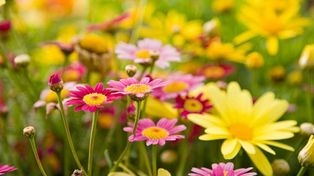 Este año, la primavera cambia su fecha de inicio
