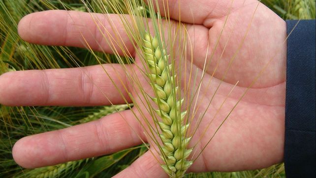 Científicos argentinos realizaron descubrimiento que podría ayudar a mejorar el rendimiento del trigo.