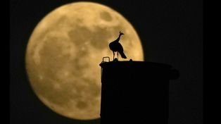 Luna de Nieve: qué significa y cuándo verla en febrero