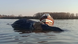 La ballena jorobada fue encontrada en el río Paraná, a la altura de Zárate.
