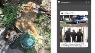 Nogoyá: detuvieron al conductor que atropelló la perra