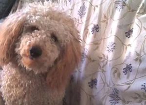 El día que la caída de un caniche desde un piso 13 terminó en una tragedia con tres muertos