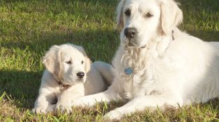 Guardería de mascotas: la opción ideal para planear las vacaciones