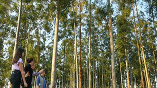 En Tacuarendí se desarrolla un plantación experimental silvopastoril para producciones sostenibles. Se trata de un bosque de pinos y eucaliptos que incorporan biomasa para la reducción de la huella de carbono.