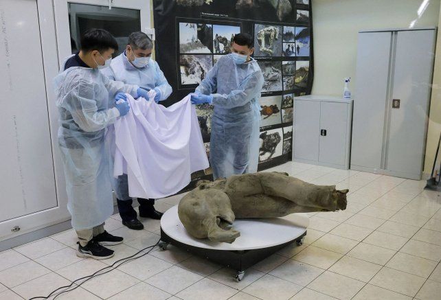 Encontraron una cría de mamut de 50.000 años en perfecto estado de conservación