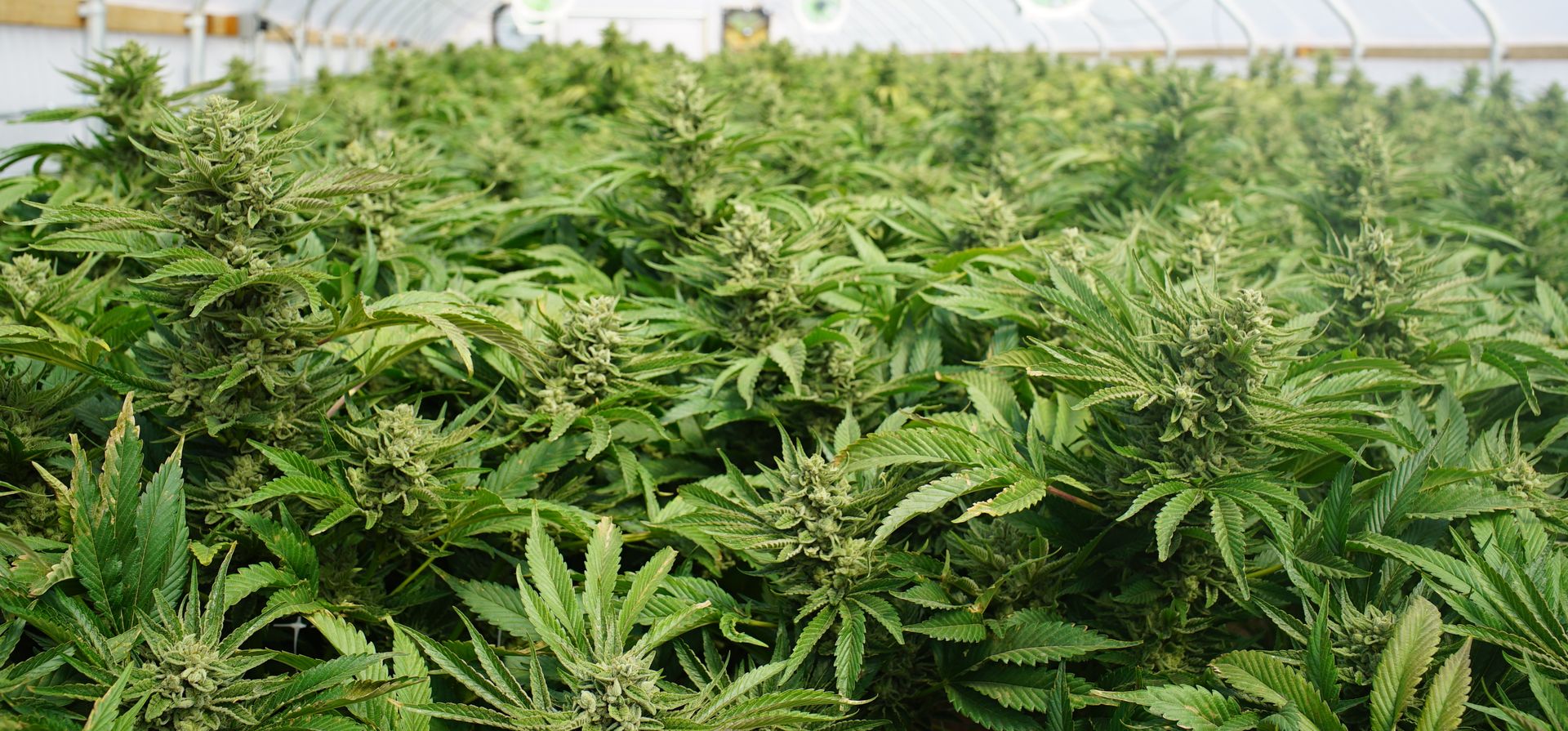 Los negocios que se prenden alrededor del cannabis medicinal e industrial 