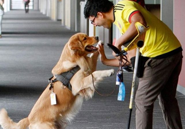 Un banco colombiano contrató a un perro como asistente