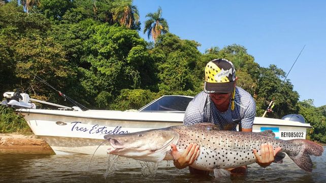Un surubí del proyecto Peces Marcados recorrió 906 kilómetros desde Corrientes hasta el sur de Entre Ríos