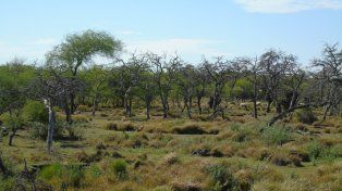 La fundación Cauce presentó un amparo colectivo ante la deforestación de 50 hectáreas de montes nativos en Villaguay.