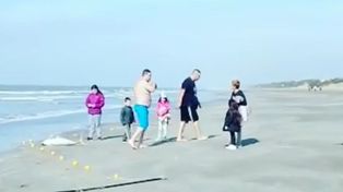 Repudian accionar de un hombre que se llevó un delfín en peligro de extinción de la playa