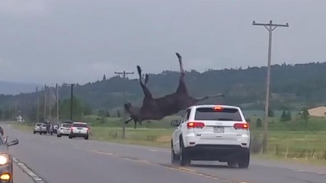 Una camioneta embistió a un alce a alta velocidad y lo hizo volar por los aires.&nbsp;