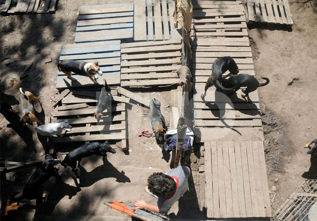 Nuevo atentado al refugio de animales El ángel y la gloria