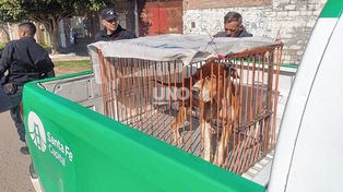 Maltrato animal. Rescataron cuatro perros en cautiverio en barrio Los Hornos.&nbsp;