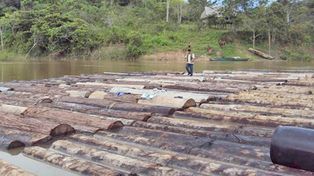 Tráfico de madera: el nuevo gran rubro del crimen organizado