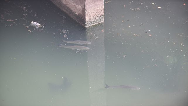 especies en el agua. La desembocadura del Ludueña deja ver a los peces antes invisibles. (Foto: Sebastián Suárez Meccia(&nbsp; &nbsp;