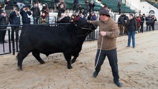 El primer toro que ingresó a la Rural se llama Mbappé