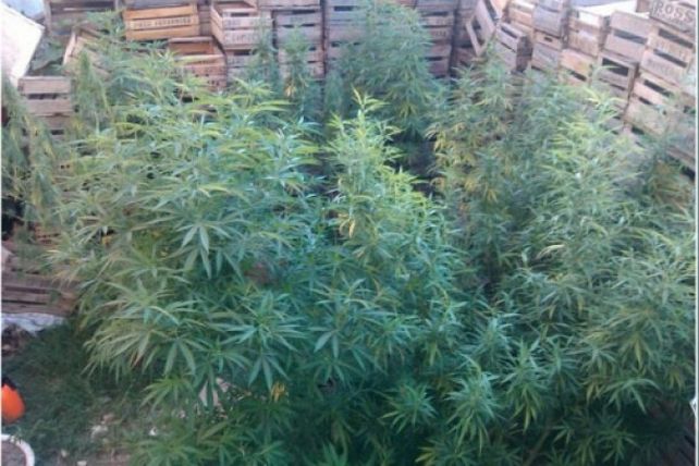 Encontraron un vivero de marihuana en un supermercado de Paraná