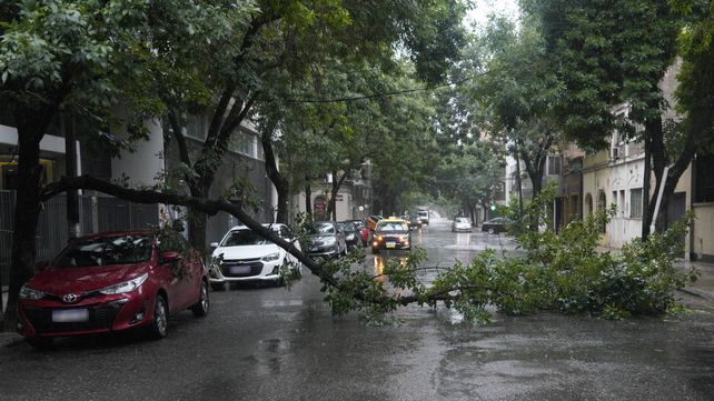 Una rama cayó tras la tormenta en Rosario y bloqueó el paso en Urquiza entre Pueyrredón y Santiago