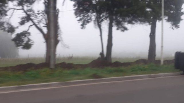 Un manto de niebla cubre gran parte de Entre Ríos