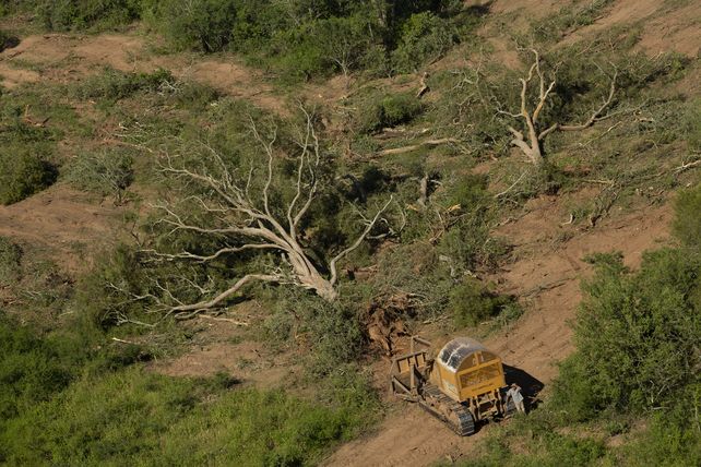Preocupa el retroceso de la superficie de bosques nativos