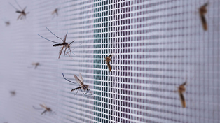 Dengue: la provincia de Santa Fe ya superó los 30 mil casos y registró 17 muertos