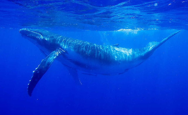 Ejemplar de ballena jorobada.