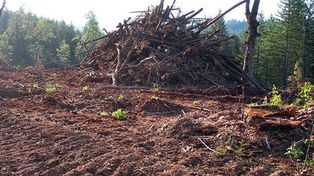La ley de bosques no consigue frenar la tala en el norte del país
