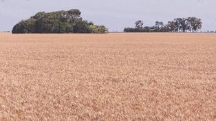 Convocan a participar del certamen Primer Lote de Trigo