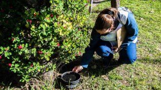 Dengue: hay 33 casos confirmados en Entre Ríos