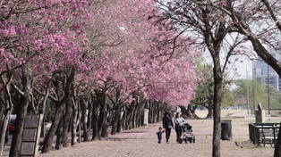 Un festival para celebrar la sanción de la nueva ordenanza de protección del arbolado