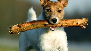 Los riesgos de jugar con los perros lanzándoles palos para que los vayan a buscar
