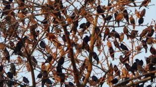 Estorninos en Rosario: la invasión en Rafaela expone el crecimiento de la especie en la ciudad