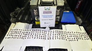 Megaoperativo en Rosario: Gendarmería ejecutó 20 allanamientos simultáneos por balaceras y extorsiones