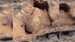 En Líbaros encontraron fósil de un gliptodonte