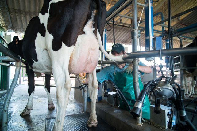 Tambos: la rentabilidad volvió a caer en octubre y los números no cierran