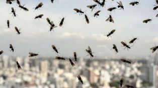 La invasión de hormigas voladoras sorprendió a muchos durante los últimos días.