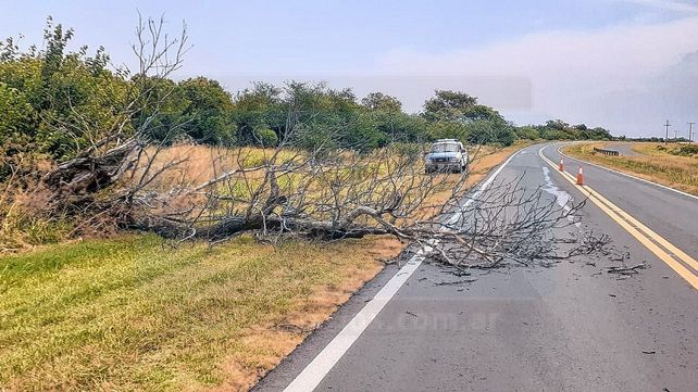 Video: Lluvia con caída de árboles, techos y lesionados por un rayo