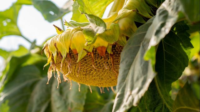 Girasol: semillas con mejor rendimiento y más aceite