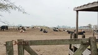 Las vaquillonas cruzas de la UPLI se utilizarán en el proceso de selección para la reposición del Tambo Roca.