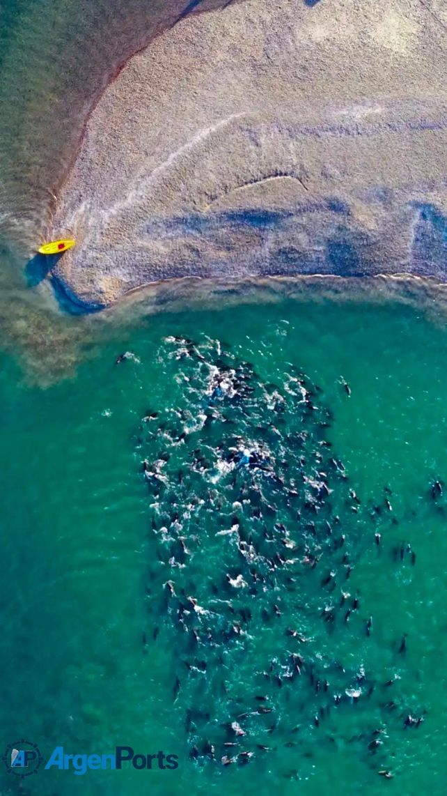 Unos 300 delfines fueron rescatados luego de quedar varados en el Golfo San Matías