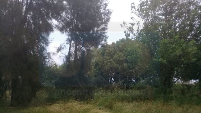 La tormenta arrancó árboles de raíz en Colonia Rivadavia