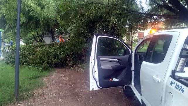 Paraná: familias asistidas y árboles caídos por la tormenta