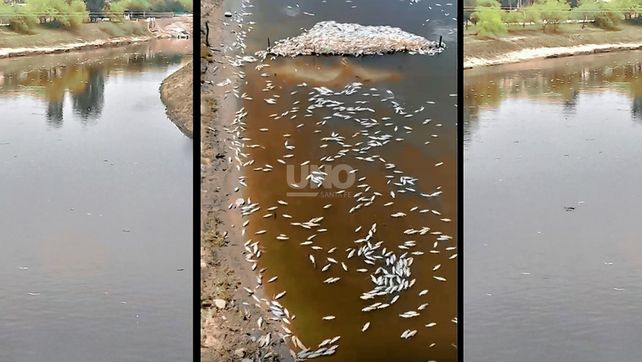 Miles de sábalos yacen muertos en la orilla del Club Caza y Pesca