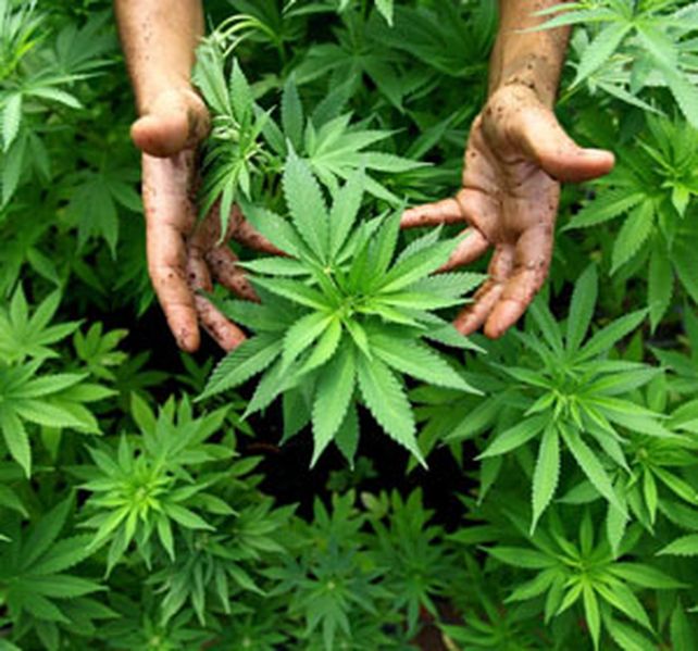El cannabis es conocido por sus efectos paliativos en este tipo de enfermedad. Buscan determinar si puede usarse de manera más integral.