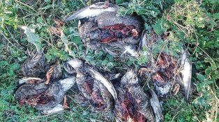 La matanza de patos en Victoria es por diversión, dicen los denunciantes.