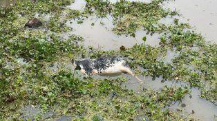 Misterio: encontraron una vaca muerta flotando frente a un shopping