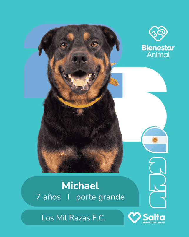 El álbum de figuritas de mascotas: lanzaron stickers de perros que buscan ser adoptados