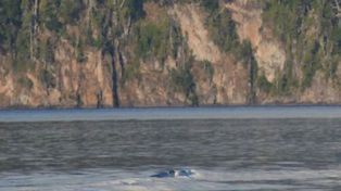 Dice que fotografió la mítica criatura del lago Nahuel Huapi